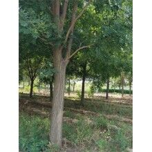 國(guó)槐有何技術(shù)特點(diǎn)及其爛皮病的原因及措施