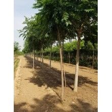 椿樹(shù)蟲(chóng)害以及防治方法及其形態(tài)特征具體介紹