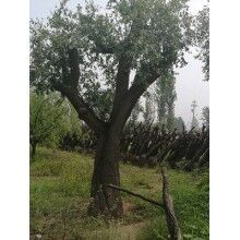 棗樹(shù)修剪的具體方法和長(zhǎng)期管理的重要原則