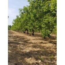 棗木鴨柴有何優(yōu)勢(shì)特點(diǎn)及其防裂方法